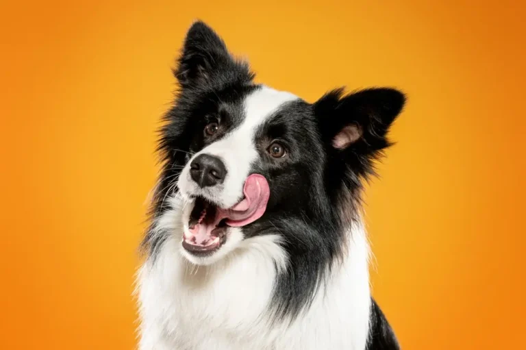 Problemas de salud del Border Collie Guía completa