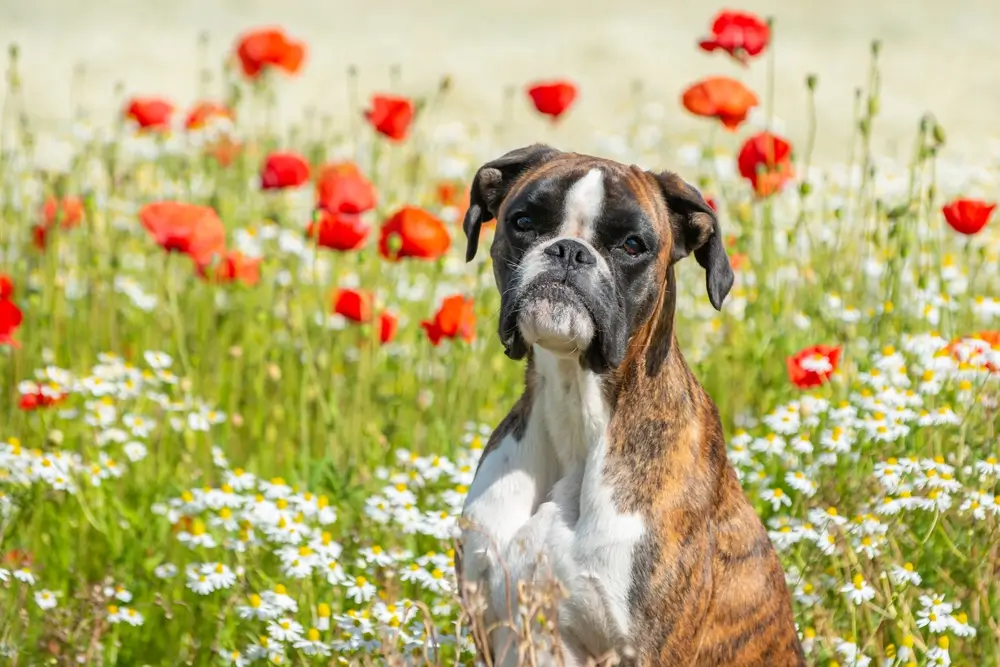 Boxer Gut Health: Breed-Specific Digestive Challenges and Microbiome Support