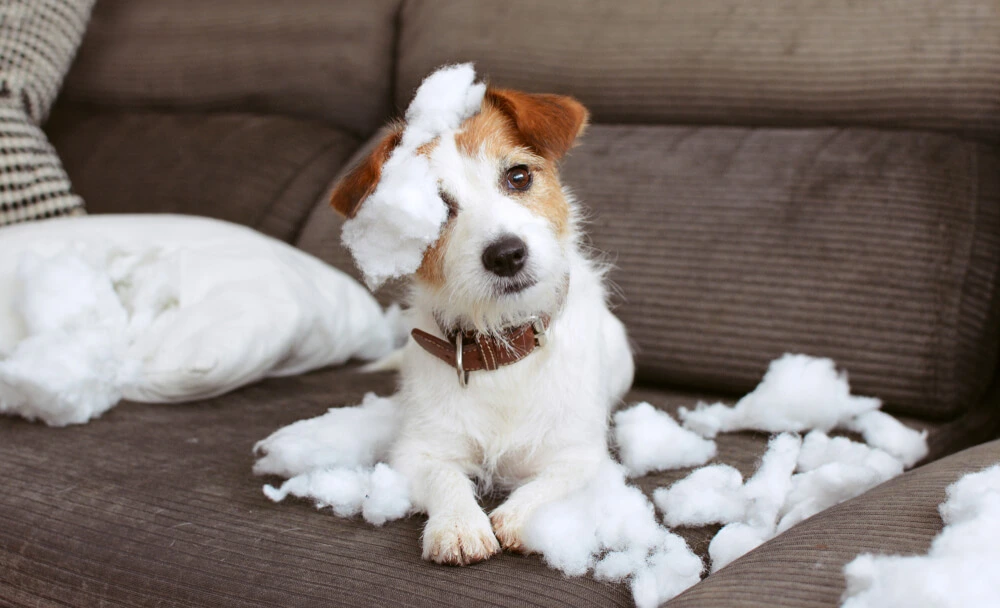Bringing Home Your Dog or Puppy A Guide for First-Time Owners