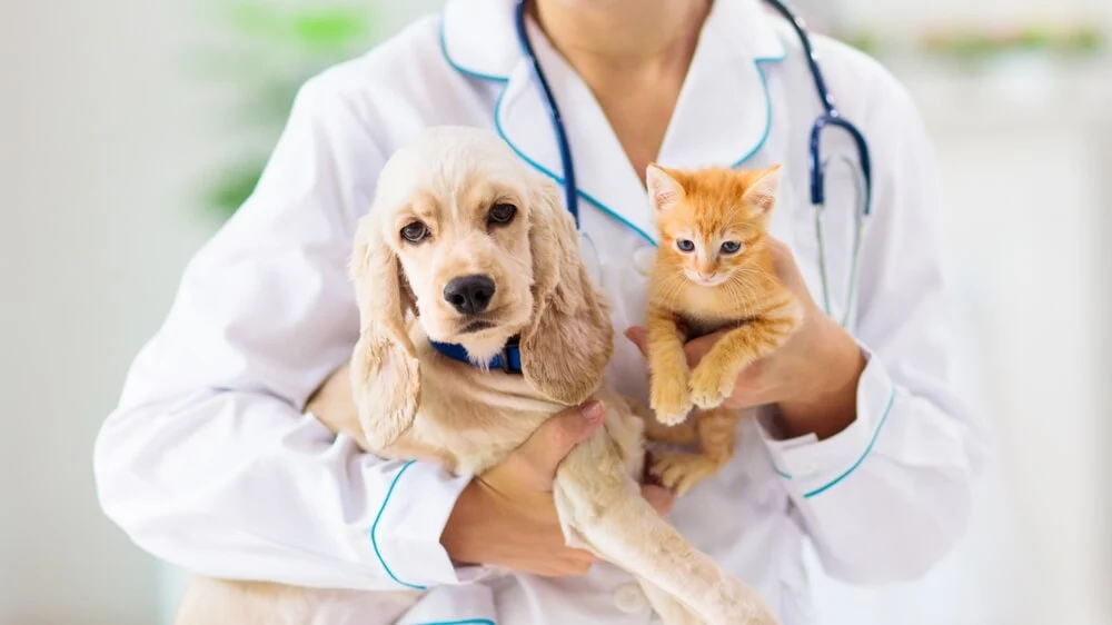 Britse dierenartsenbond BVA beëindigt verzet tegen veganistische diëten voor honden