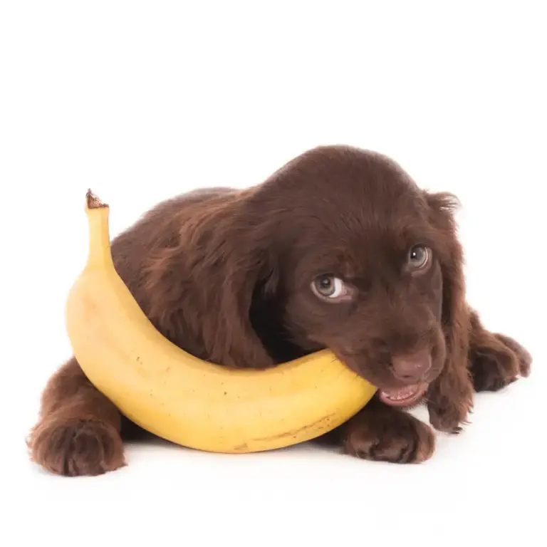 Can Dogs Eat Bananas?