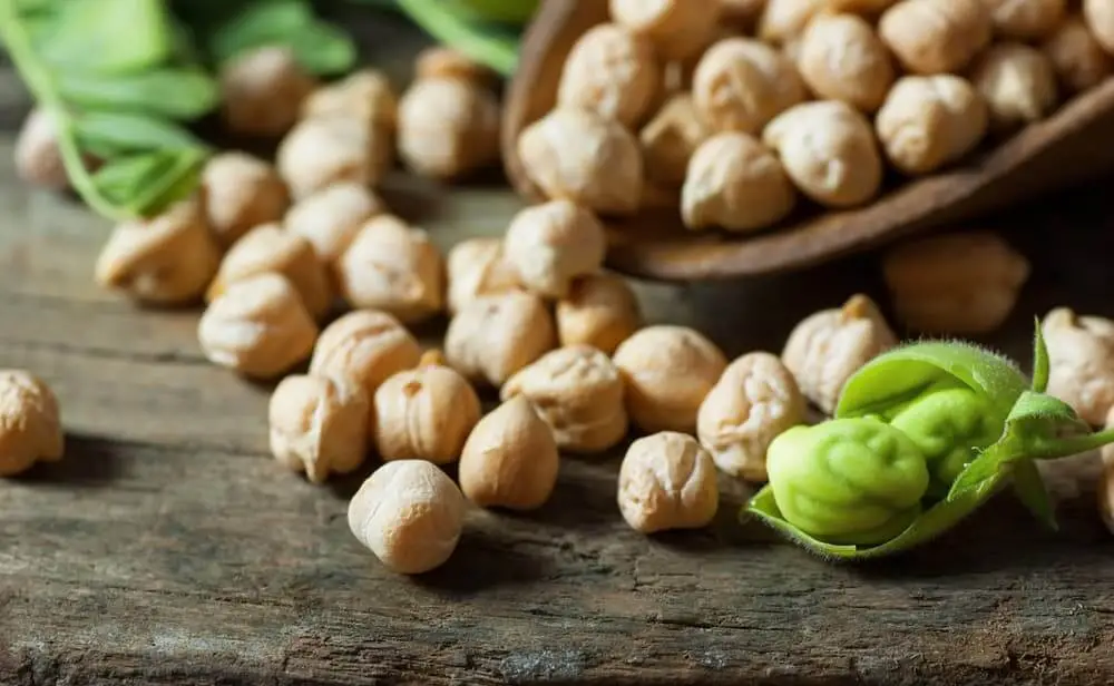 Can Dogs Eat Chickpeas? Are Chickpeas Safe for Dogs?