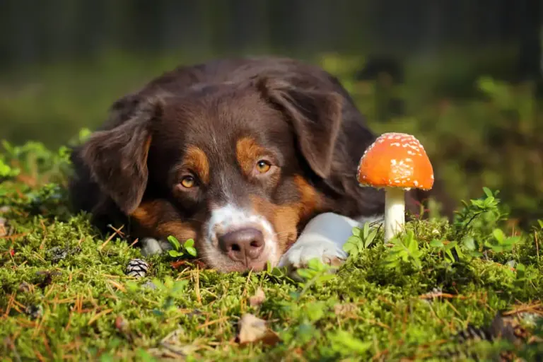 Können Hunde Pilze essen Sind sie sicher für Hunde