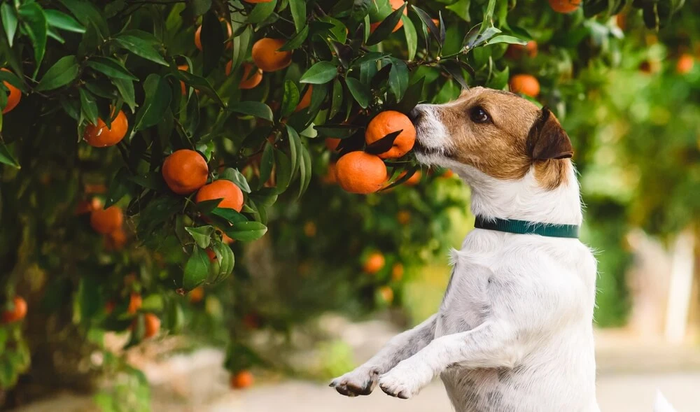 Les chiens peuvent-ils manger des oranges ? Les oranges peuvent-elles être mangées sans danger par les chiens ?