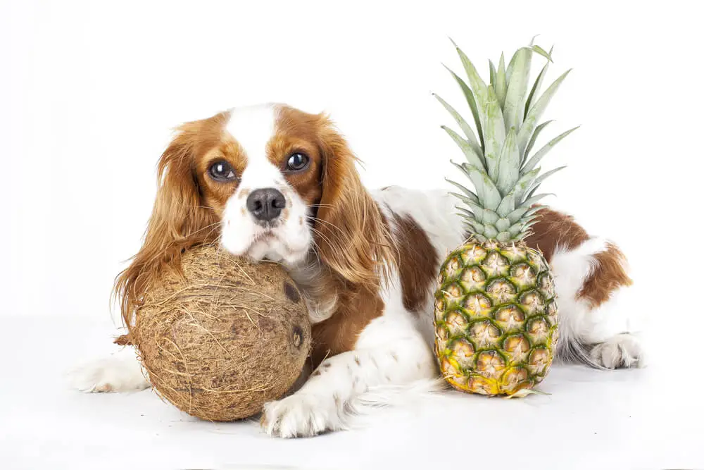 Kunnen honden veilig en gezond ananas eten of niet?