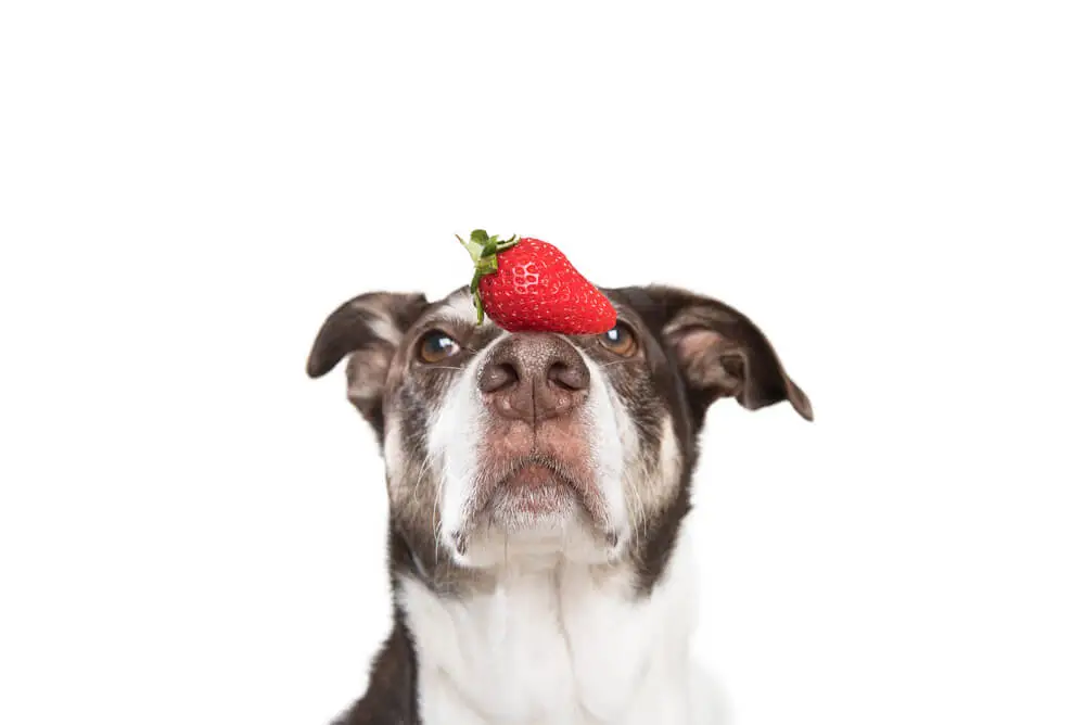 Can Dogs Eat Strawberries? Safe or Toxic?