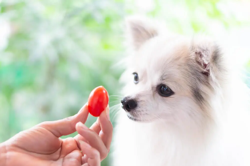 ¿Pueden comer tomate los perros? ¿Son seguros los tomates para los perros?