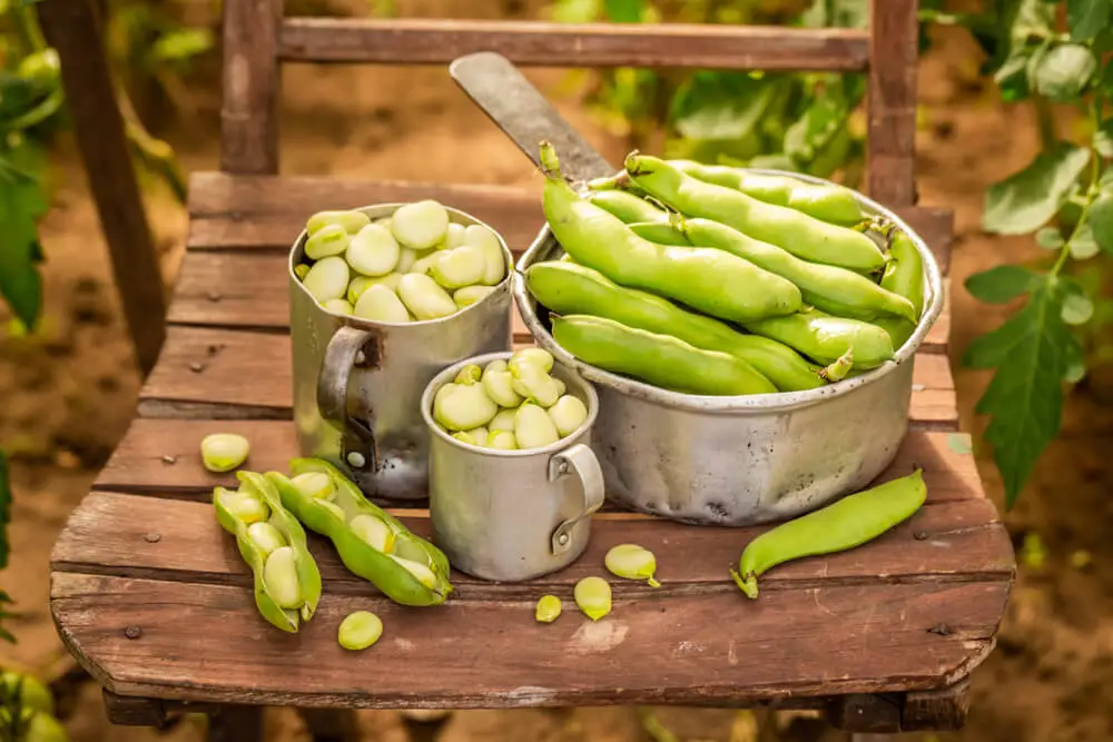 Kan ik mijn hond Fava Beans geven Kunnen ze tuinbonen eten in hondenvoer?