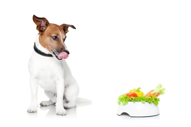 Kann ich meinen Hund vegan ernähren?
