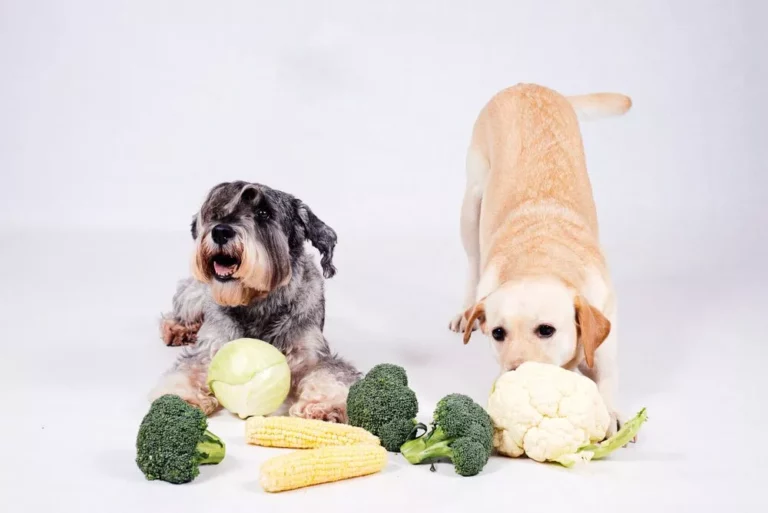 Can dogs be vegan or vegetarian and healthy