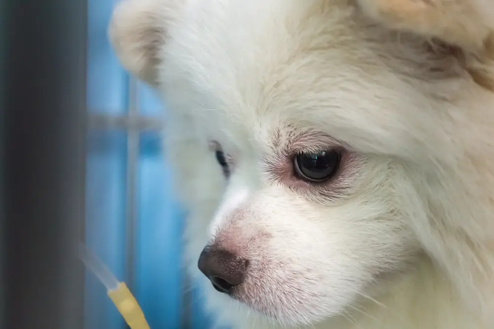 Atopische dermatitis bij honden: Een uitgebreide gids over oorzaken, symptomen en behandelingen voor eigenaren
