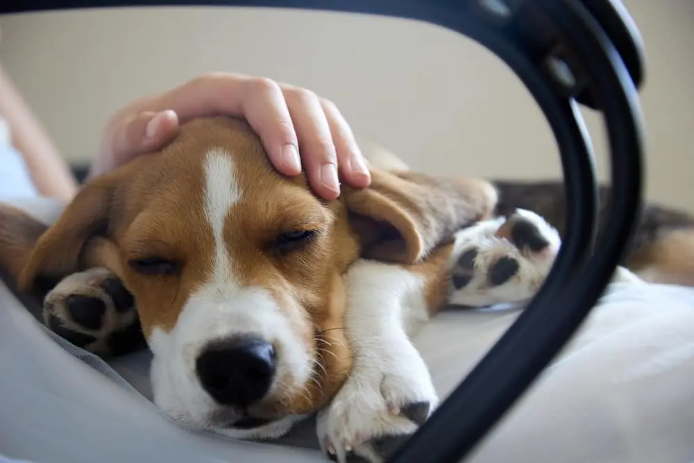 Enteropatía Crónica Canina Disposición, Síntomas, Causas y Tratamientos