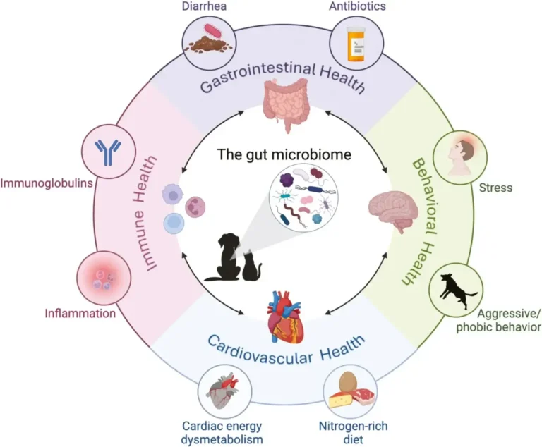 Glossaire du microbiome intestinal canin : Termes clés expliqués aux propriétaires de chiens