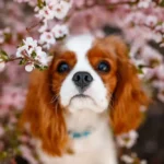 Cavalier King Charles Spaniel Darmgezondheid: De hartaandoening die begint in de darmen