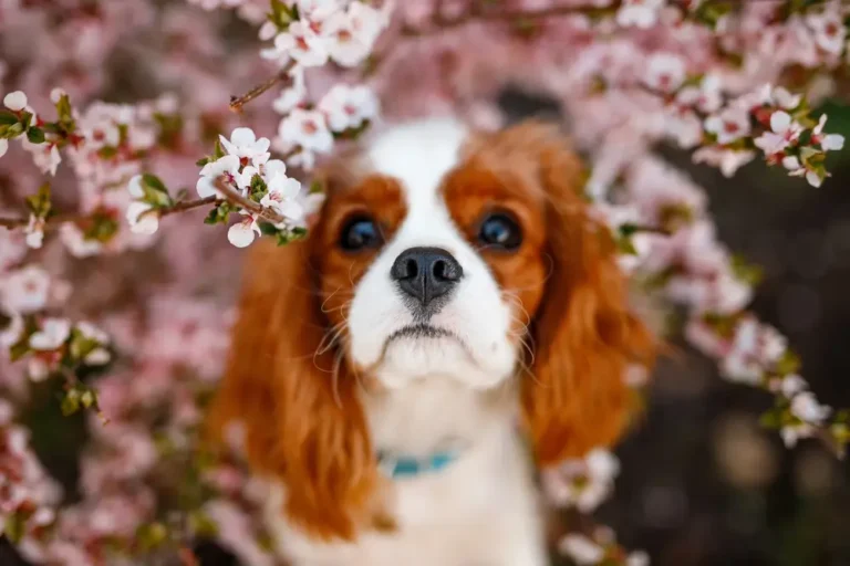 Cavalier King Charles Spaniel Darmgesundheit: Das Herzleiden, das im Darm beginnt