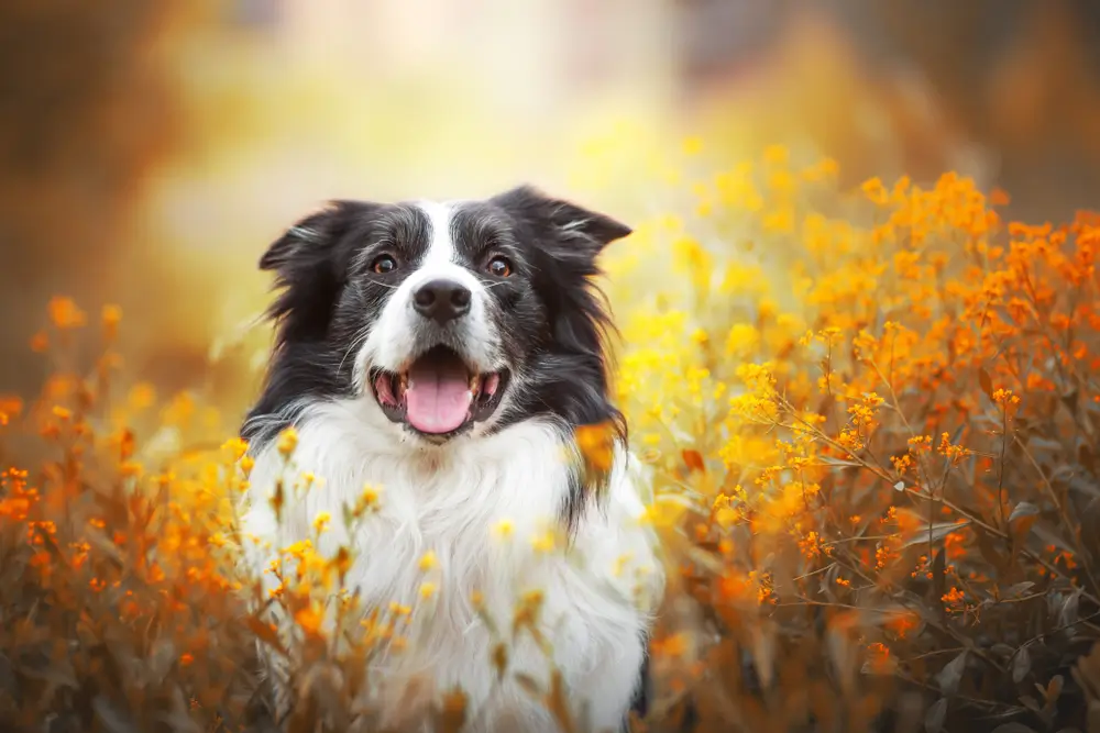 Cellulaire veroudering en senescentie bij honden - de invloed van natuurlijke senolytische bestanddelen