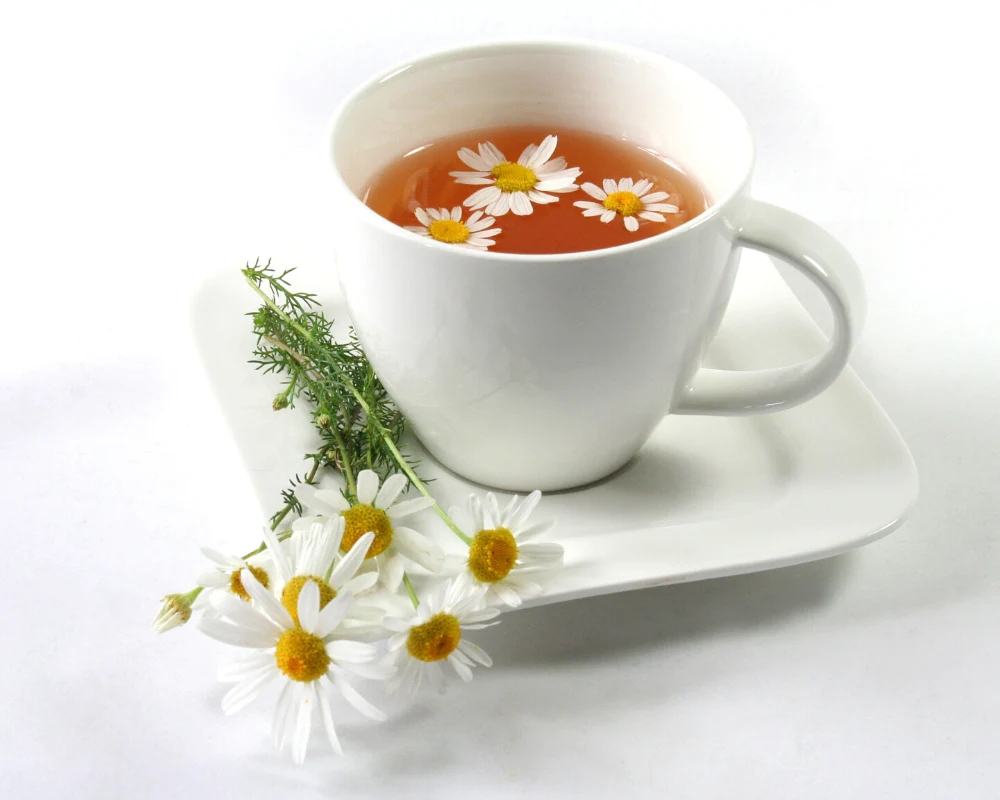 Uso y beneficios para la salud del té de manzanilla para perros