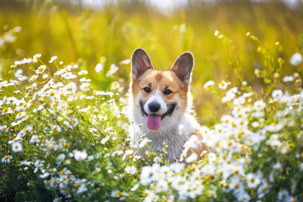 Kamille für Hunde Gesundheit Vorteile Wie viel sicher in Hundefutter Ergänzungen UK