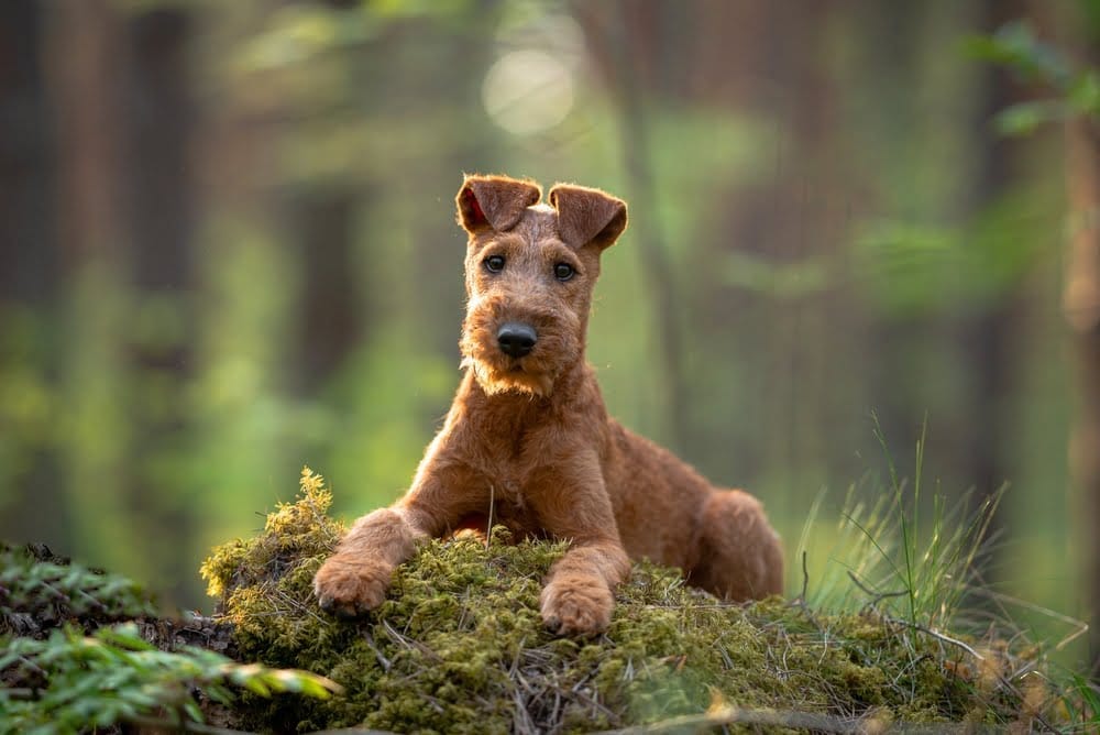 Minerales quelados para perros mejores que los minerales inorgánicos Para la mejor salud del perro