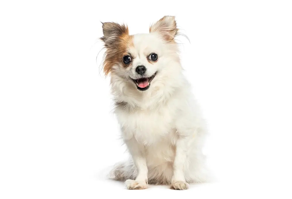 Chihuahua Dog Health Issues: Comprehensive Guide to Common Problems