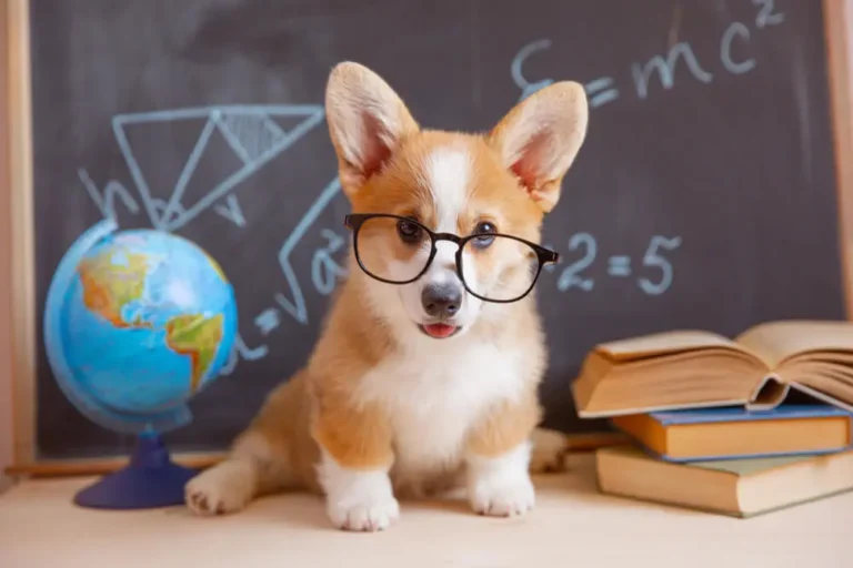 Choline Chloride (Polyherbal) for Dogs: Gut–Liver Axis, Liver Health & Cognitive Function