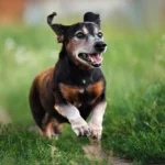 Sulfato de condroitina para perros: movilidad articular, inflamación y apoyo a todo el organismo