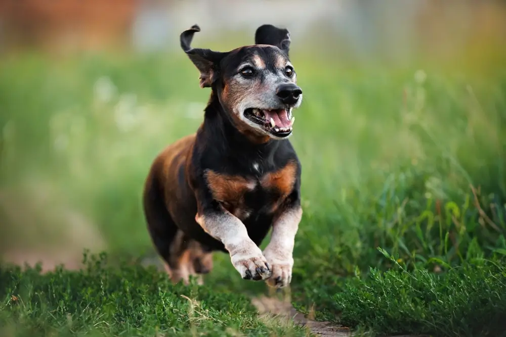 Chondroitinsulfat für Hunde: Gelenkmobilität, Entzündungen und Unterstützung des gesamten Körpers