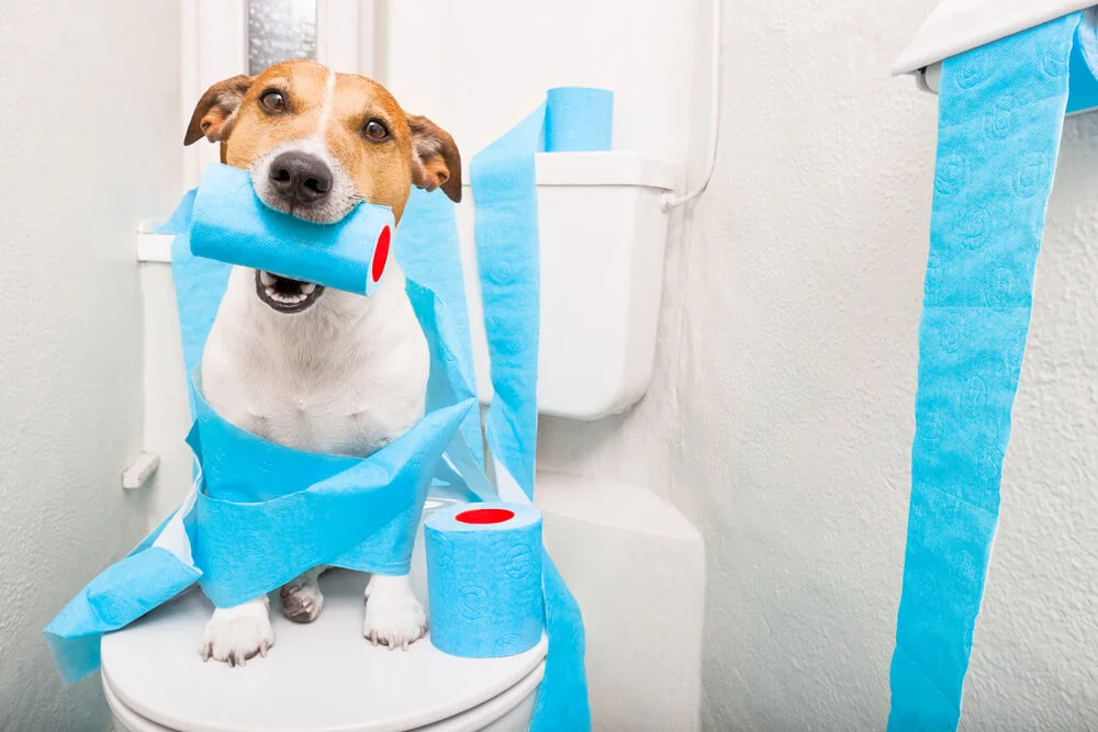 Diarrhée chronique du gros intestin chez le chien