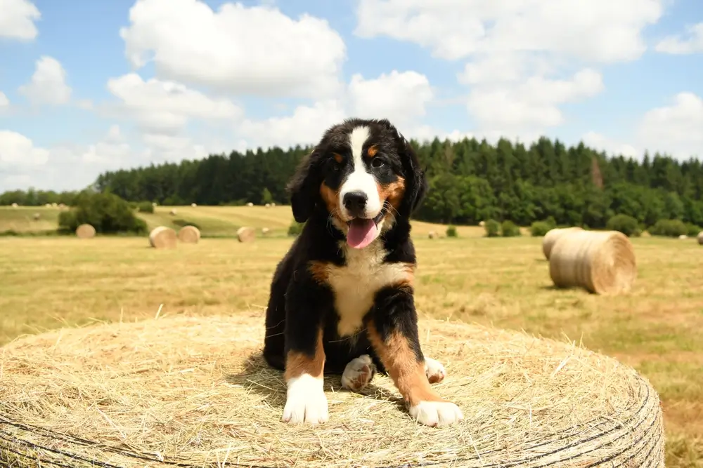 Clinoptilolite voor honden Natuurlijke ontgifter en gezondheidsversterker