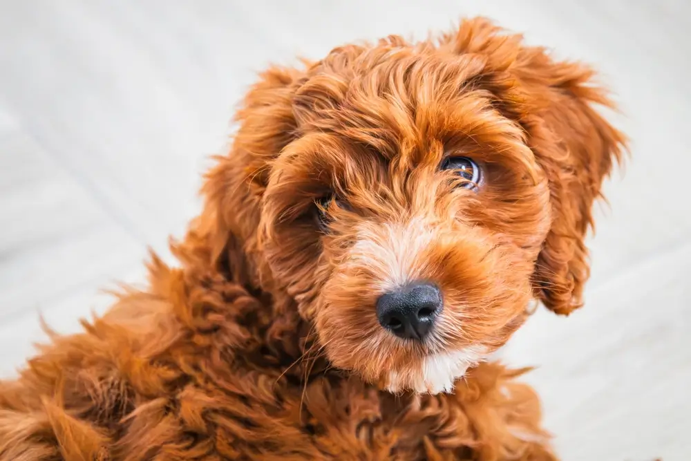 Cockapoo Health Issues: Comprehensive Guide to Common Health Problems and Concerns