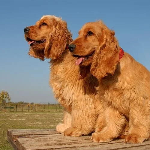 Cocker Spaniel Breed Guide FAQ's