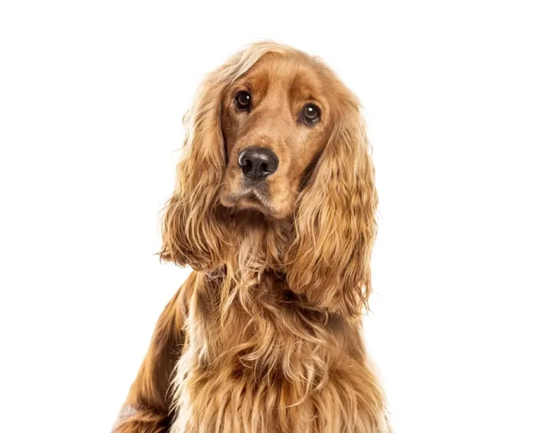 Cocker Spaniel Gesundheitsprobleme: Umfassender Leitfaden für häufige Probleme