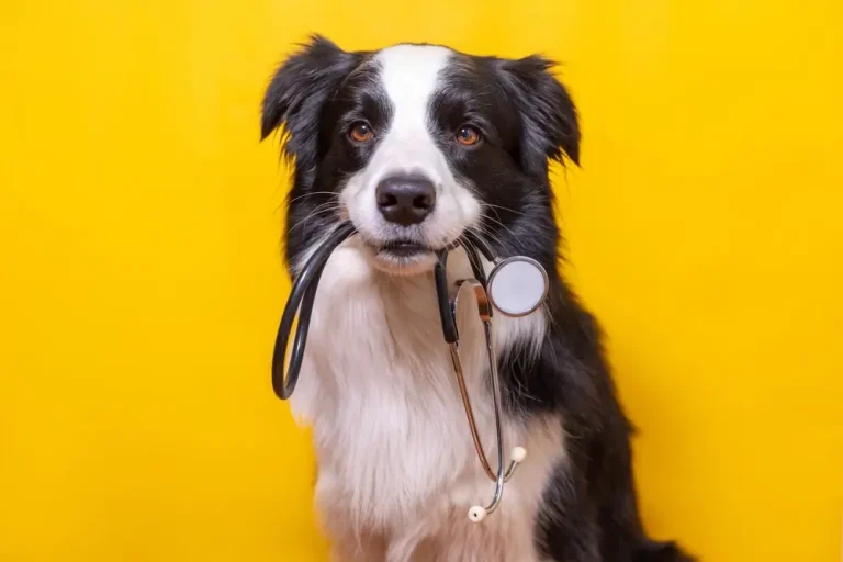 Symptômes de la colite chez le chien : un guide vétérinaire complet