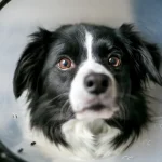 Heiße Flecken bei Hunden - Leitfaden für Symptome, Ursachen und Behandlungen Collie Hund mit Hot Spots Feuchte akute Dermatitis Tragen eines elisabethanischen Halsbandes als Behandlungsprotokoll