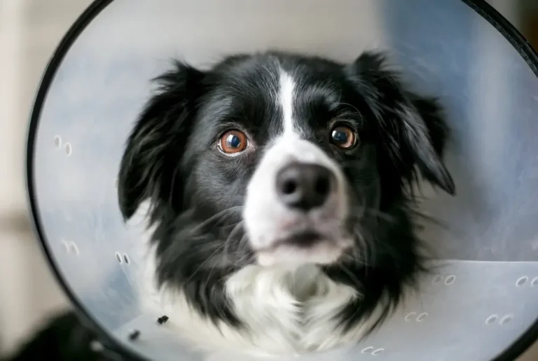Collie Hund mit Hot Spots Feuchte akute Dermatitis Tragen eines elisabethanischen Halsbandes als Behandlungsprotokoll