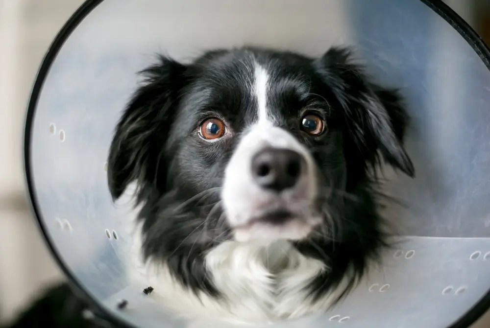 Perro Collie con Dermatitis Aguda Húmeda con Puntos Calientes que Lleva un Collar Isabelino como Protocolo de Tratamiento