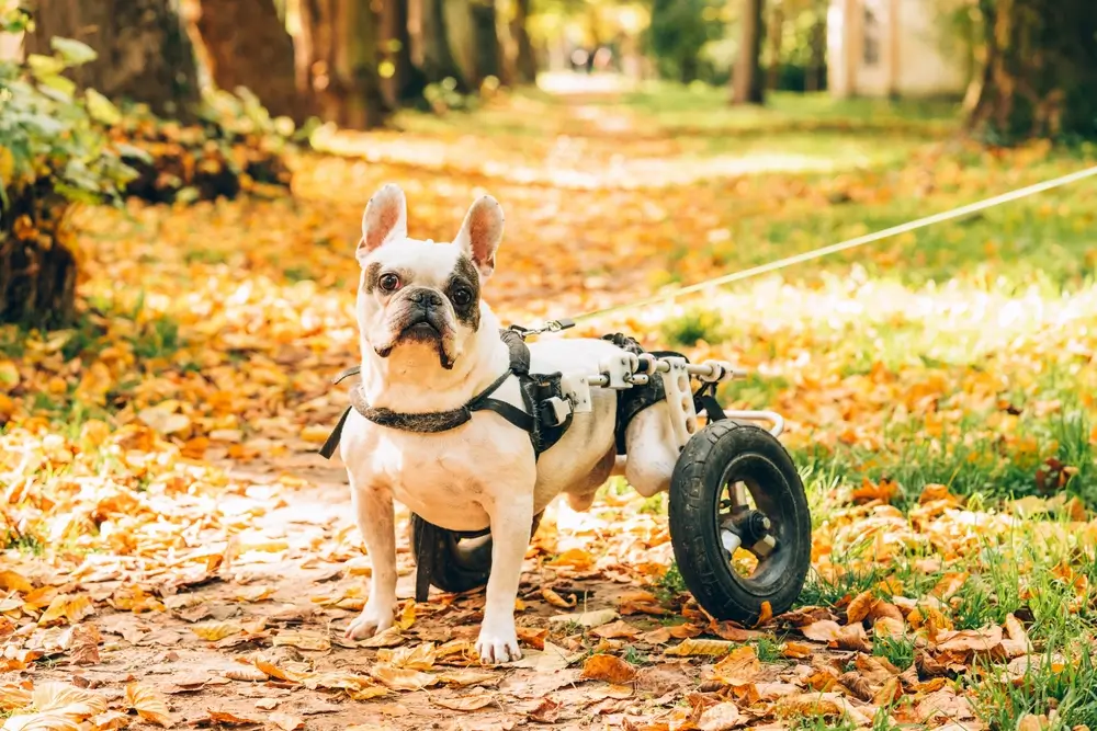 Uitgebreide gids voor preventie, behandeling en voeding van gewrichten bij honden
