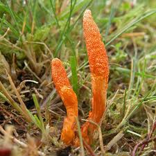 Cordyceps Medicinale Paddenstoel voor Honden