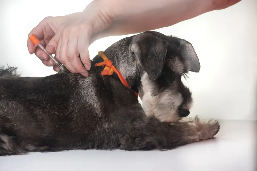 Diabetes bei Hunden - Leitfaden für bestes Management und Ernährungstherapie
