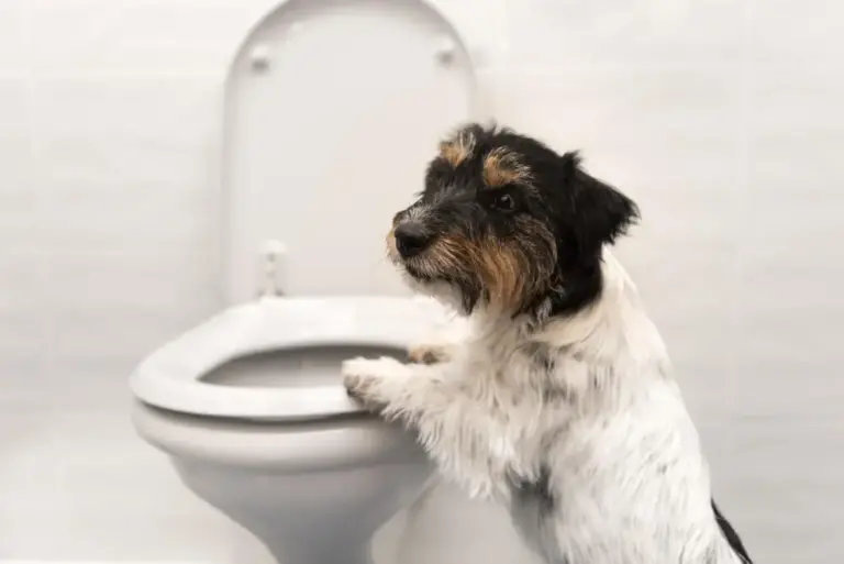 Diarrhoea in Dogs Causes, Symptoms and Treatment