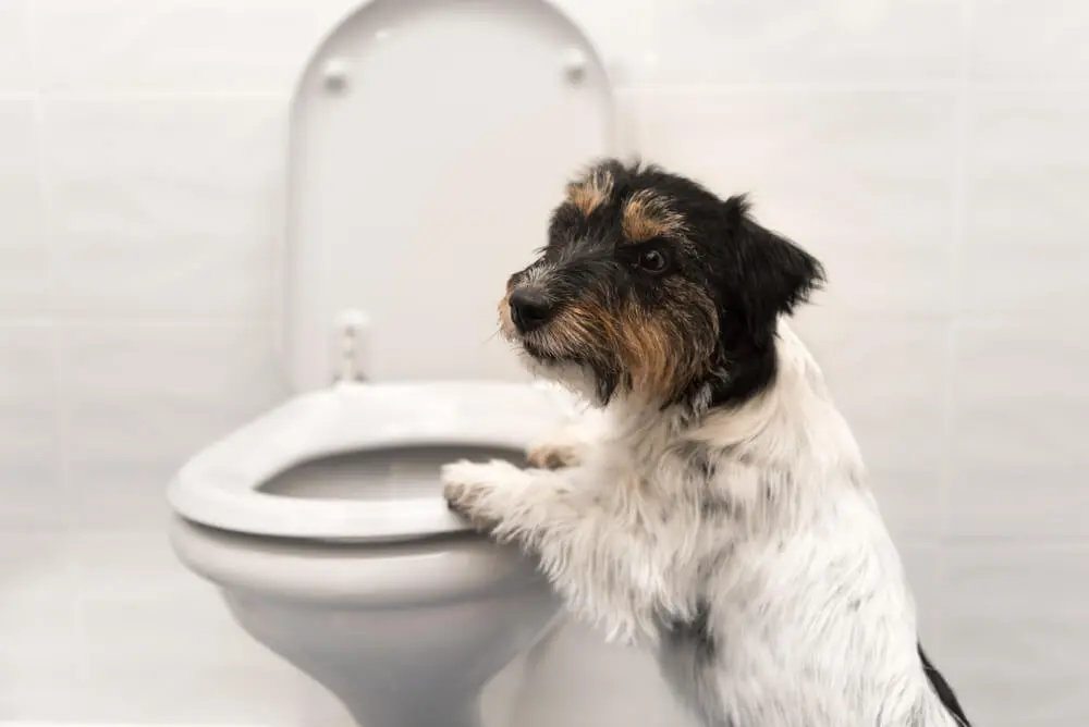 Diarrhoea in Dogs Causes, Symptoms and Treatment