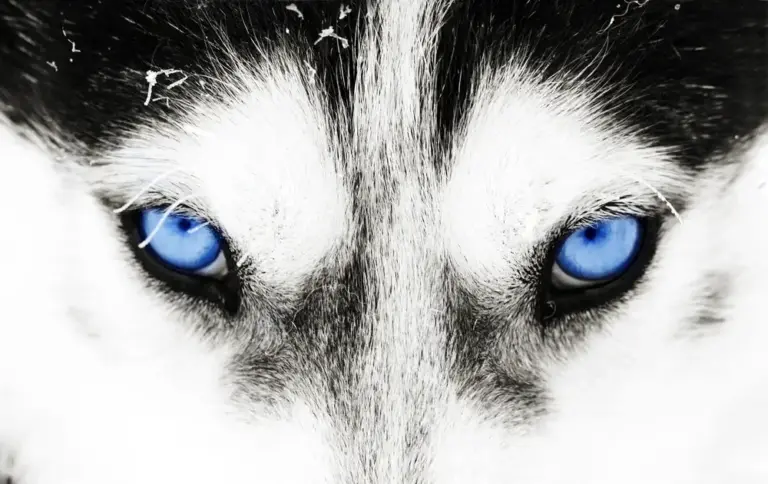 Differences in the gut microbiomes of dogs and wolves