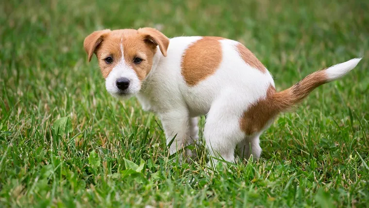 Diverticulitis bij honden