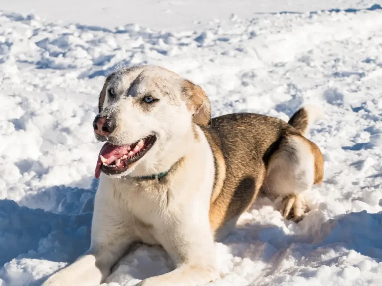 Braucht mein Hund im Winter eine Floh- und Zeckenbehandlung?