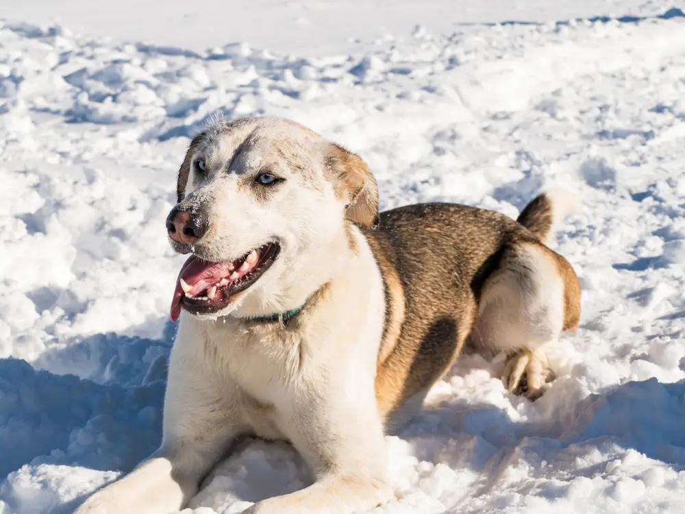¿Necesita mi perro un tratamiento contra pulgas y garrapatas en invierno?