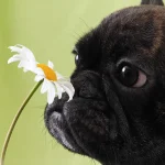 Dog Allergies - A Comprehensive Guide for Owners Dog Allergies - The Comprehensive Guide to Causes, Symptoms, Treatments for Owners
