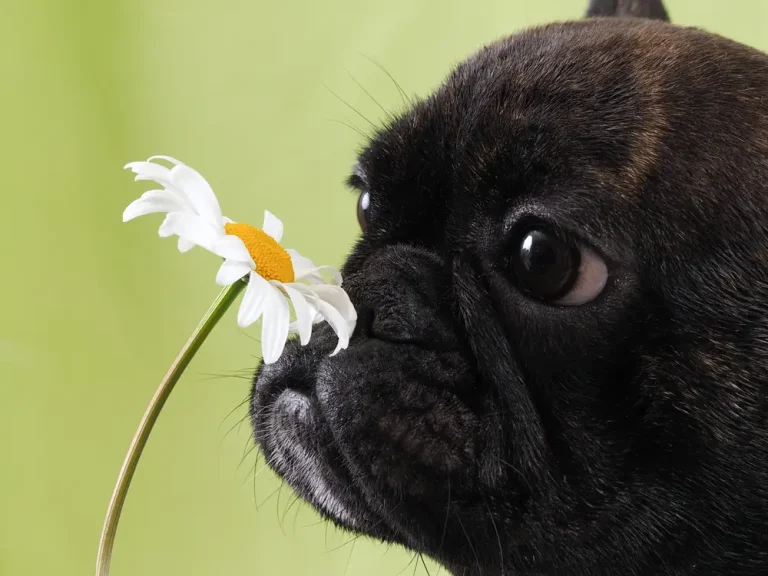 Allergies du chien - Le guide complet des causes, symptômes et traitements pour les propriétaires