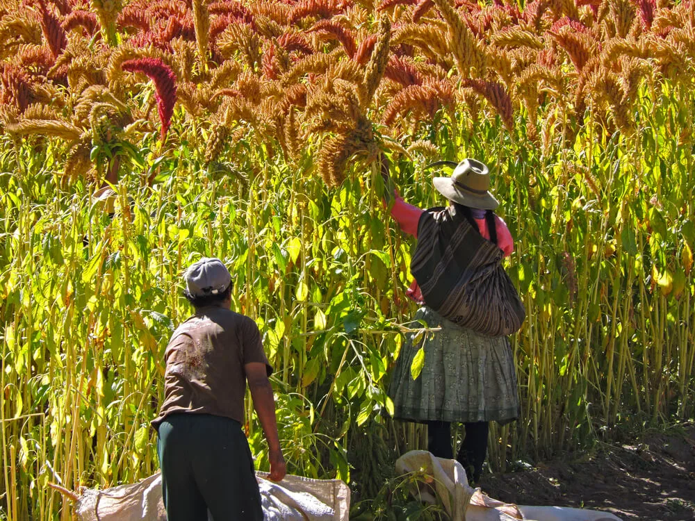 Hondenvoer met Quinoa Gezondheidsvoordelen van plantaardig hondenvoer UK