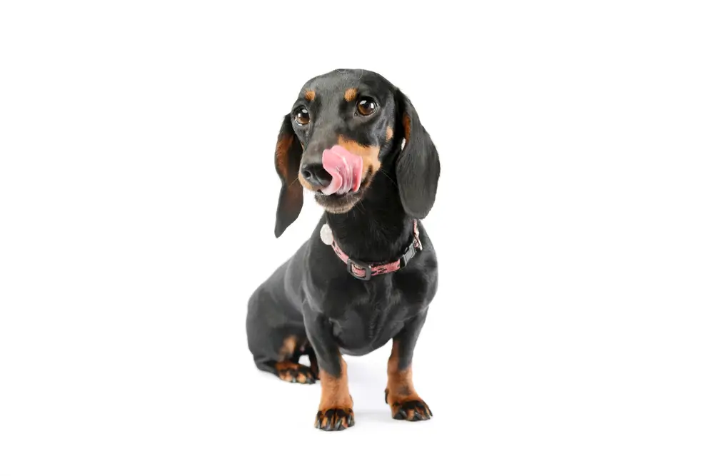 Gesundheit des Hundedarms - Ernährung und ihre Rolle