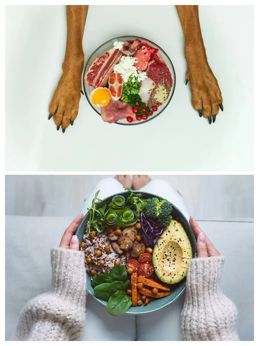 Dog Health Food vs Human Health Food – Commercial Skulduggery?